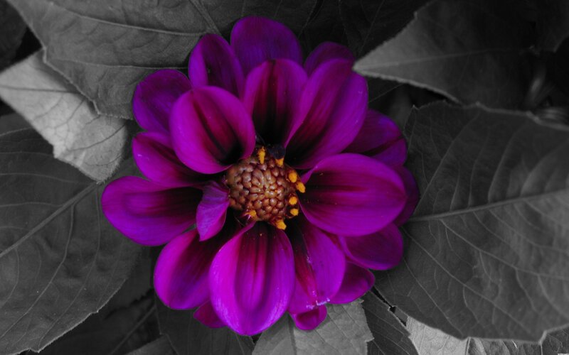 Purple Dahlia Flower — Dramatic