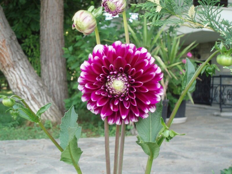 purple dahlia flower in garden
