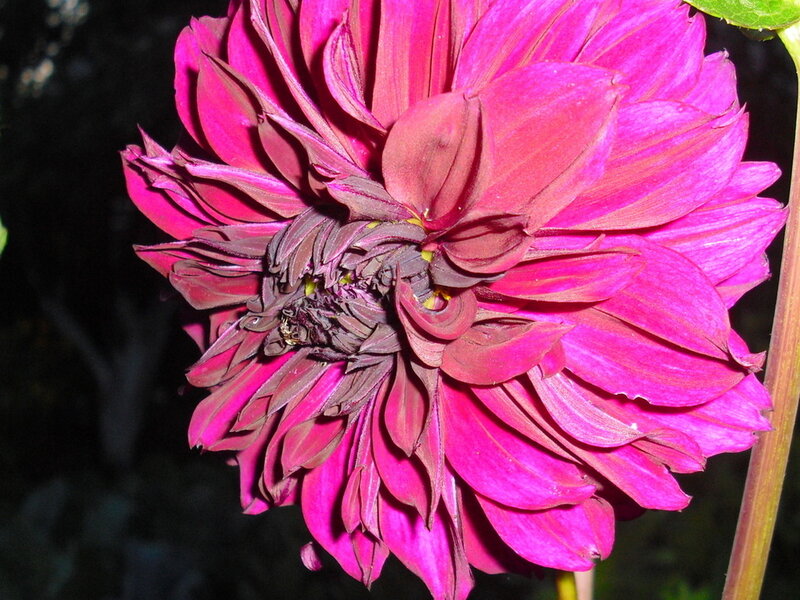 Purple Dahlia Flower — Magenta, Dramatic, Night