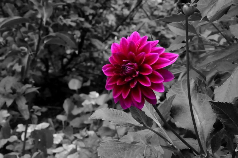 Purple Dahlia Flower — Magenta, Dramatic