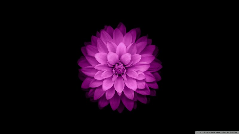 Purple Dahlia Flower — Minimalist, Photograph, Black Background