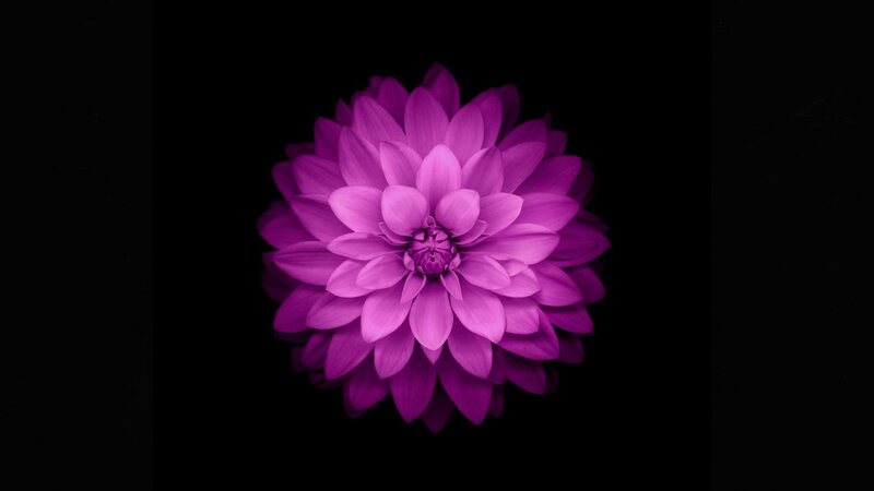 Purple Dahlia Flower — Minimalist