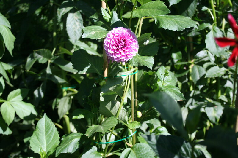 Purple Dahlia Flower — Natural, Afternoon