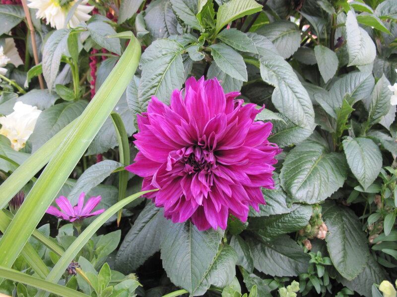 Purple Dahlia Flower — Natural