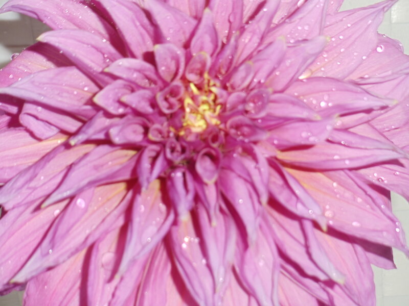 Purple Dahlia Flower — Pink, Calm