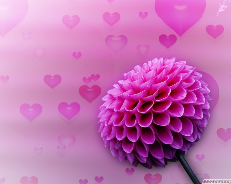 Purple Dahlia Flower — Pink, Romantic