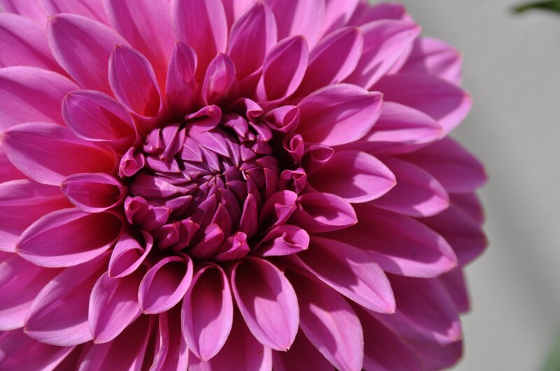 Purple Dahlia Flower — Pink, Serene