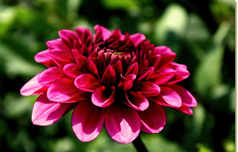 Purple Dahlia Flower — Pink