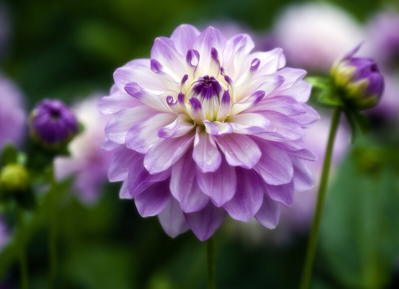 Purple Dahlia Flower — Serene, Afternoon, Photograph, Bud