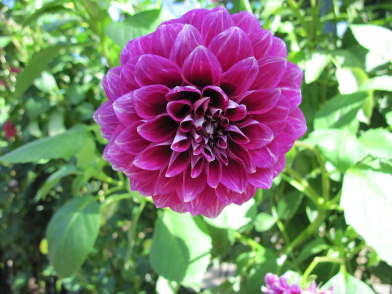 Purple Dahlia Flower — Serene, Afternoon, Photograph, Green Leaves