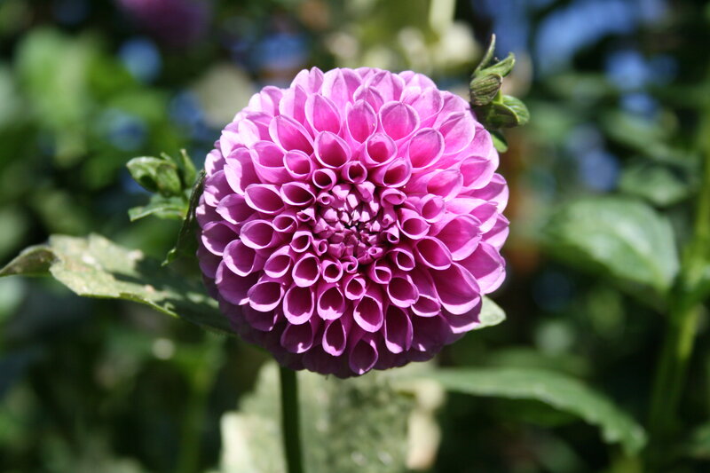 Purple Dahlia Flower — Serene, Afternoon, Photograph