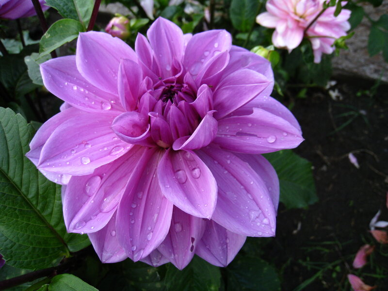 Purple Dahlia Flower — Serene, Afternoon