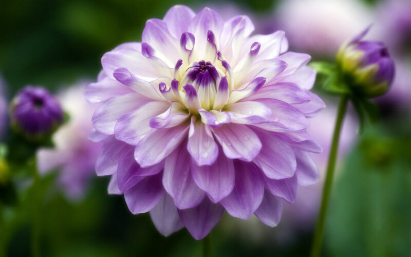 Purple Dahlia Flower — Serene, Photograph, Flower Bud