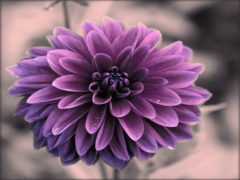Purple Dahlia Flower — Serene, Photograph, Petals, Stem