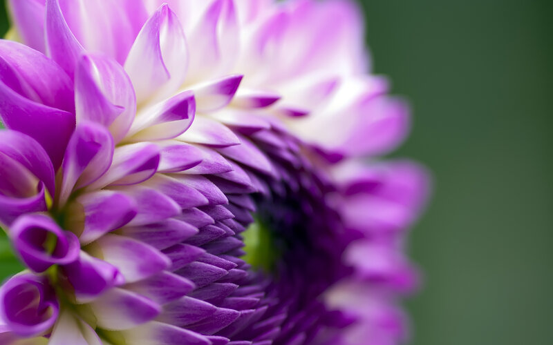 Purple Dahlia Flower — Serene, Photograph, Petals