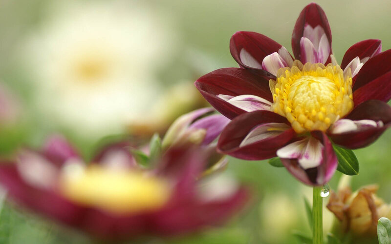 Purple Dahlia Flower — Serene, Photograph