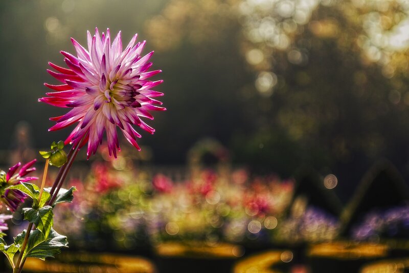 Purple Dahlia Flower — Serene, Sunset