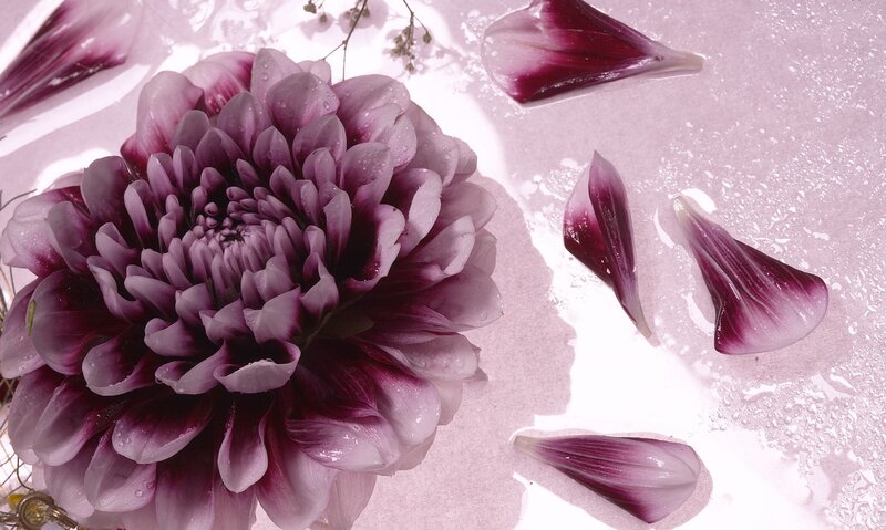Purple Dahlia Flower — Serene