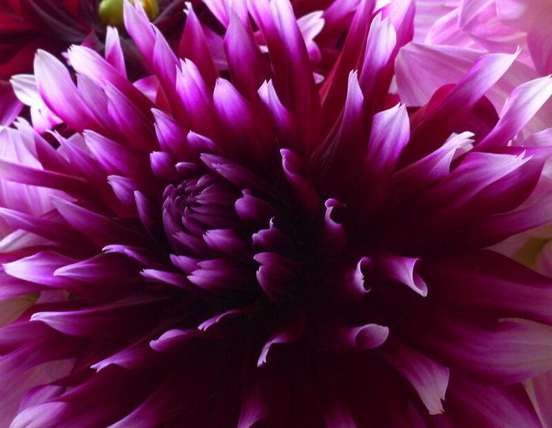 Purple Dahlia Flower — Vibrant, Photograph