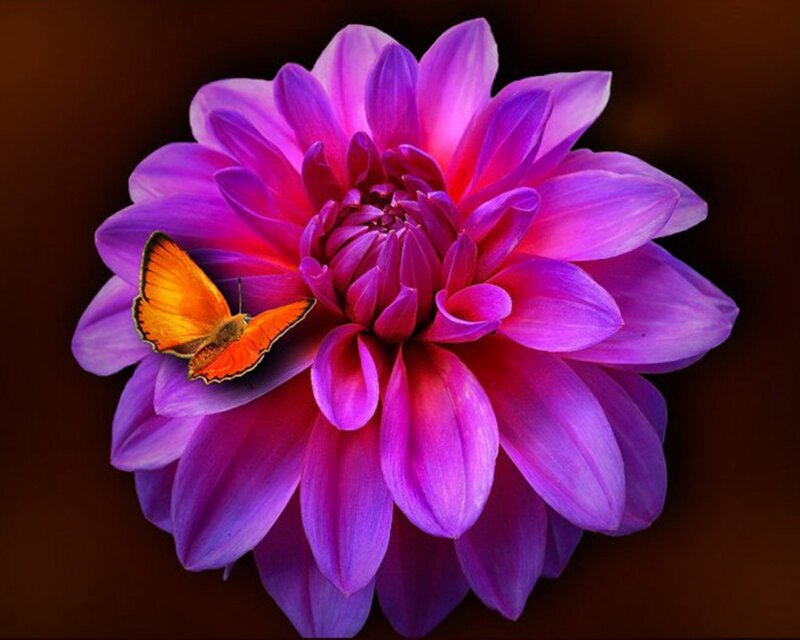 Purple Dahlia Flower — Vibrant