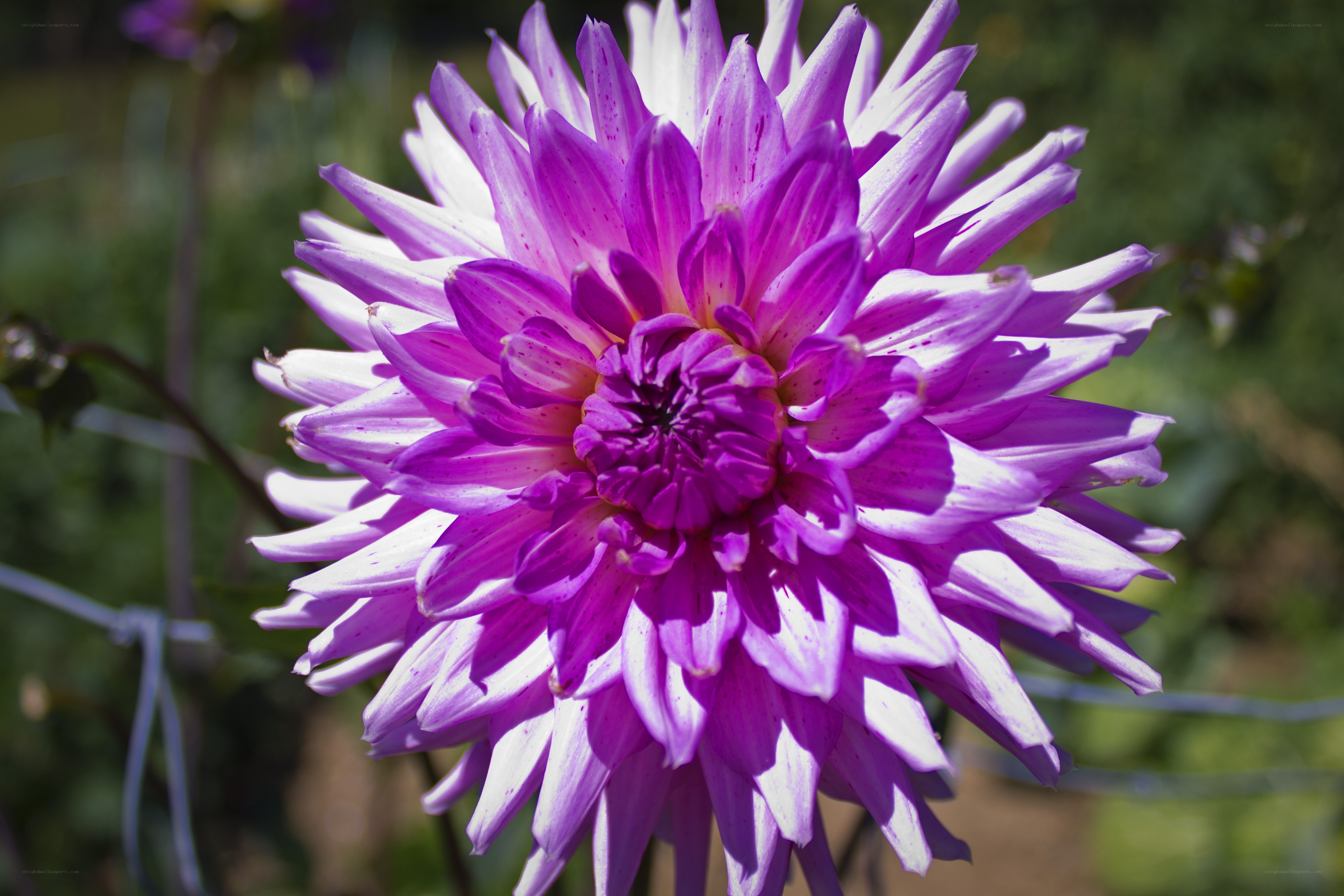 purple dahlia flower