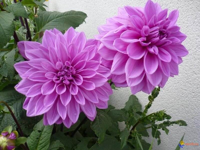 Purple Dahlia Flowers — Calm, Afternoon