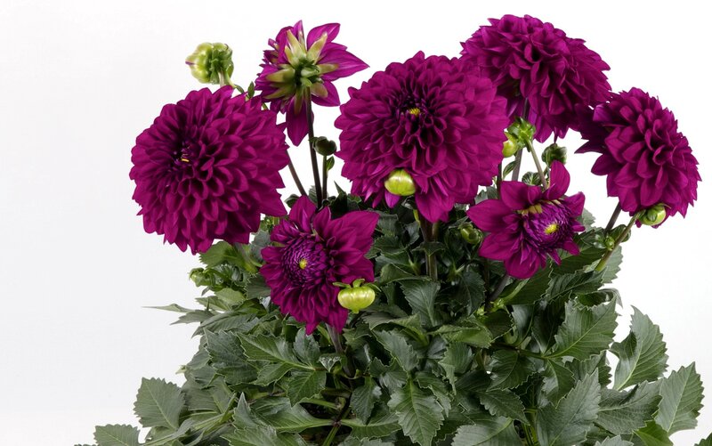 Purple Dahlia Flowers — Calm, Photograph