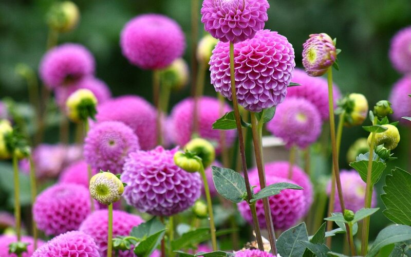 Purple Dahlia Flowers — Calm