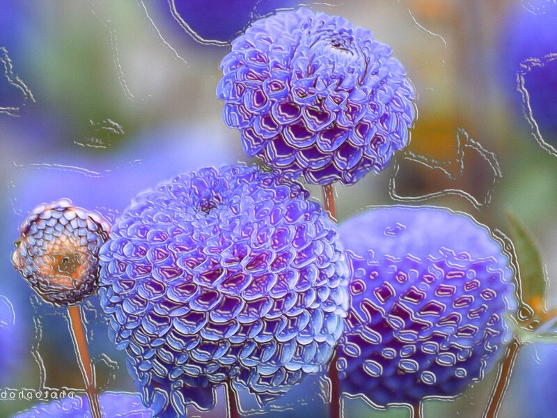 Purple Dahlia Flowers — Dreamy