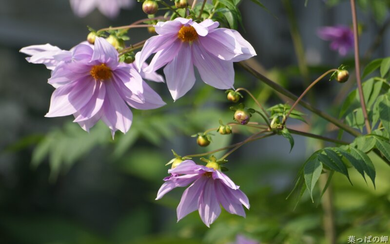 Purple dahlia flowers in bloom