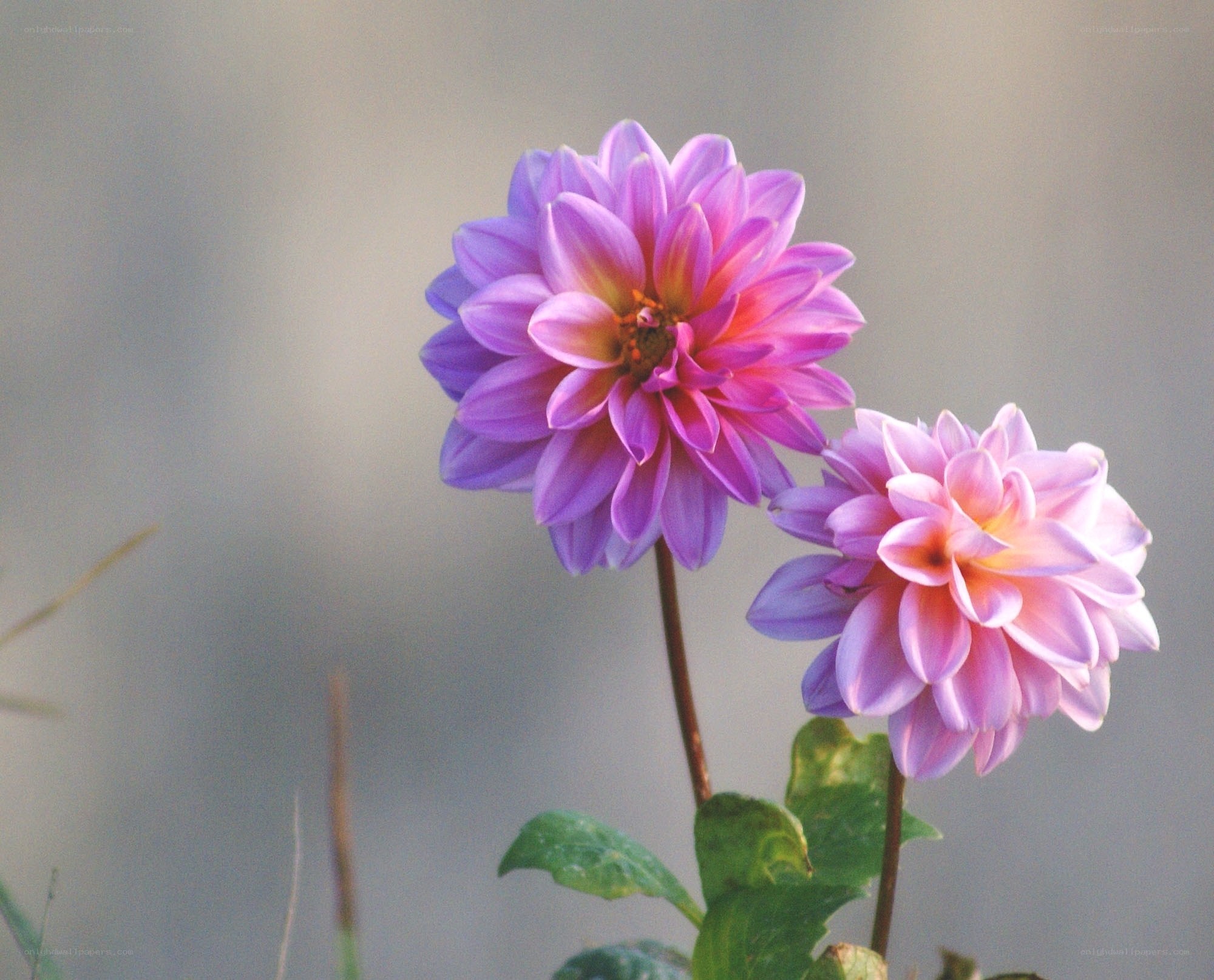 Purple dahlia flowers in bloom