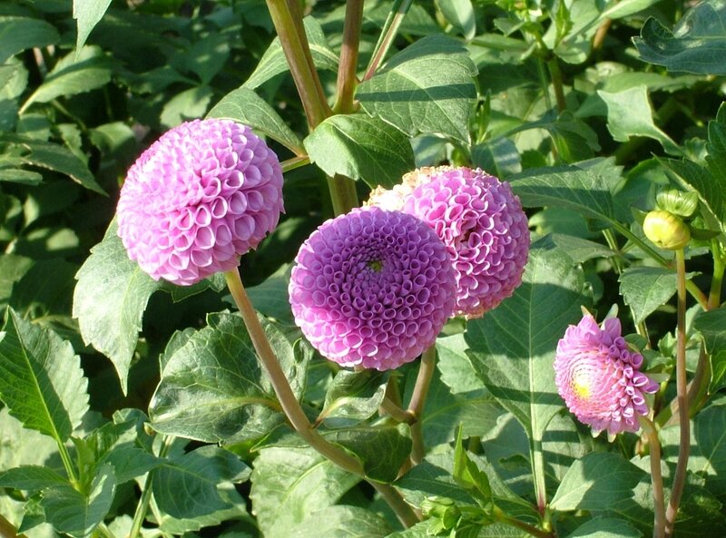 Purple dahlia flowers in garden