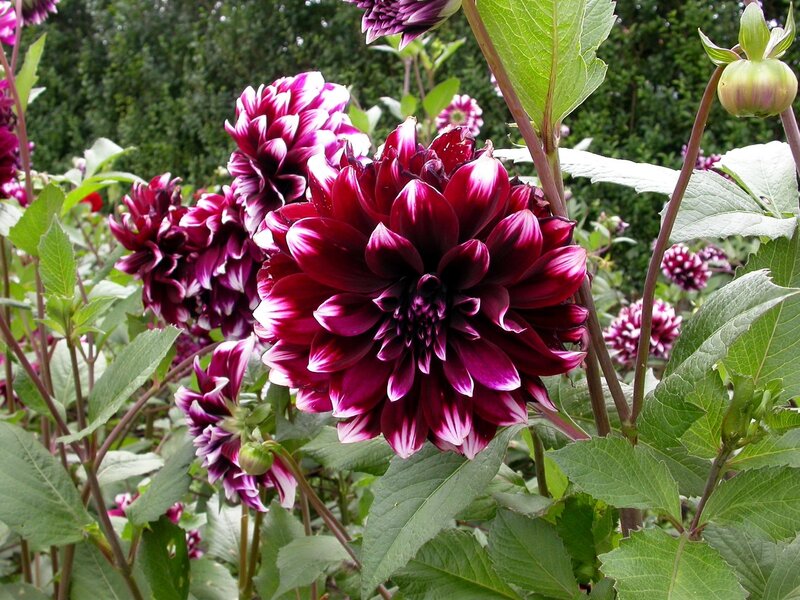 Purple dahlia flowers in garden