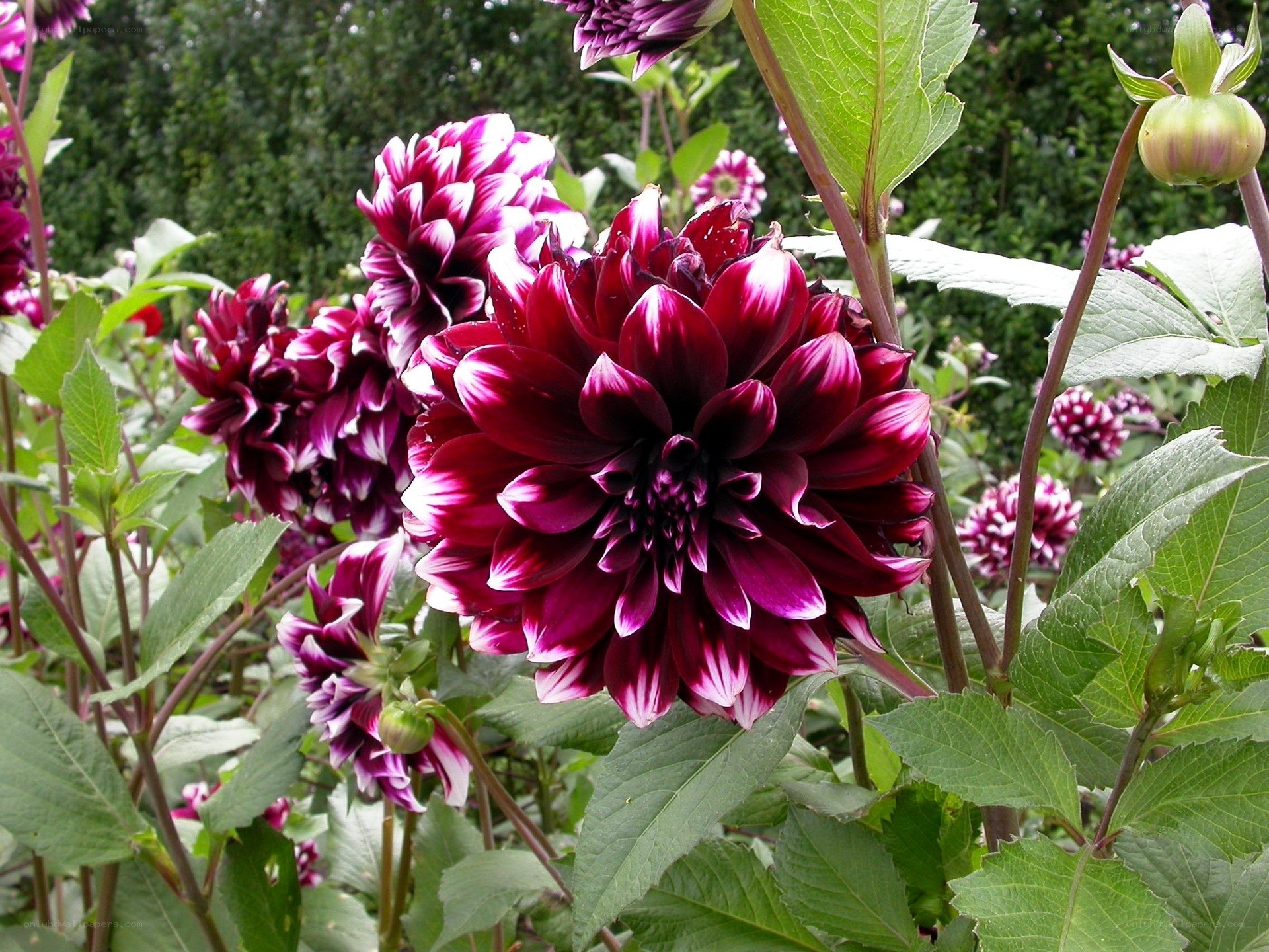 Purple dahlia flowers in garden