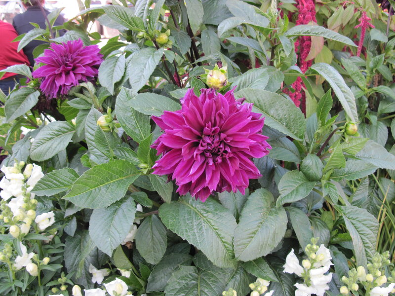 Purple Dahlia Flowers — Natural