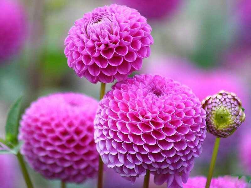 Purple Dahlia Flowers — Pink, Calm