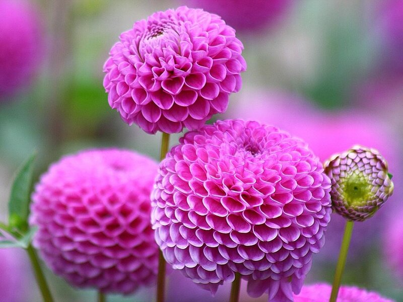 Purple Dahlia Flowers — Pink