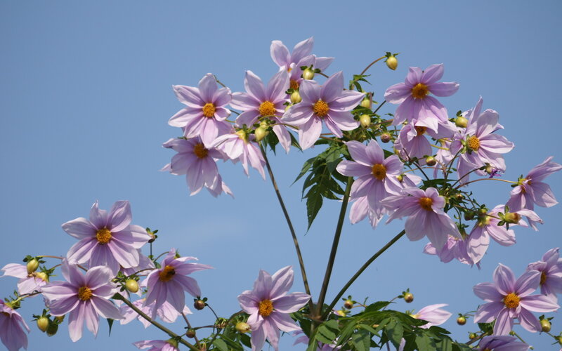 Purple Dahlia Flowers — Serene, Afternoon, Photograph