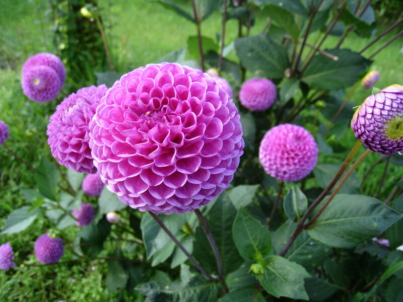 Purple Dahlia Flowers — Serene, Summer