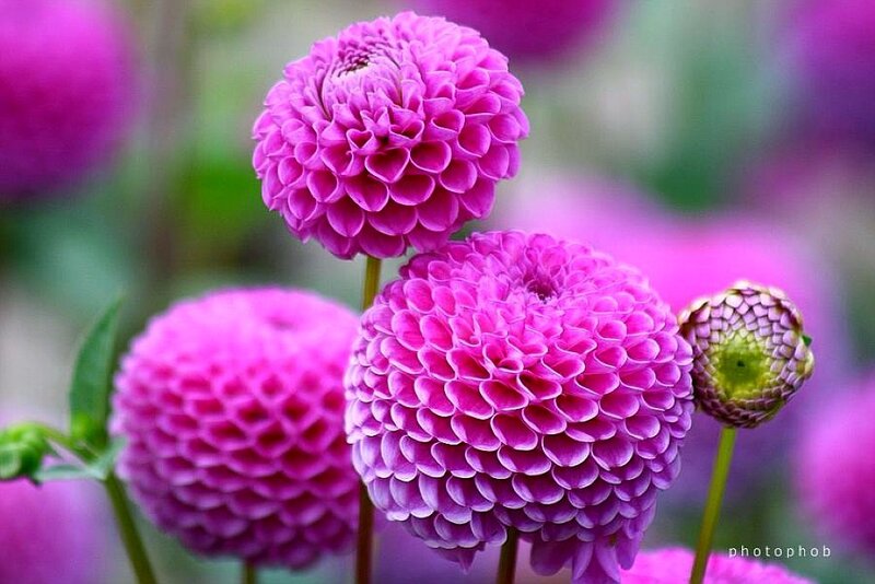 Purple Dahlia Flowers — Serene