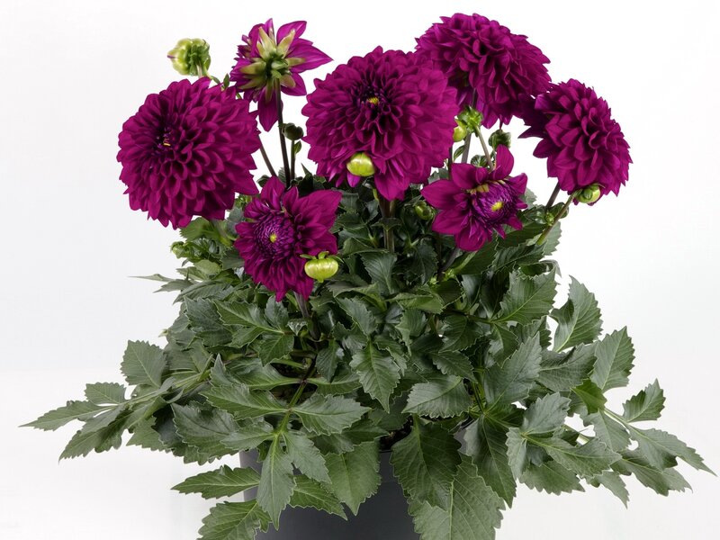 purple dahlia flowers