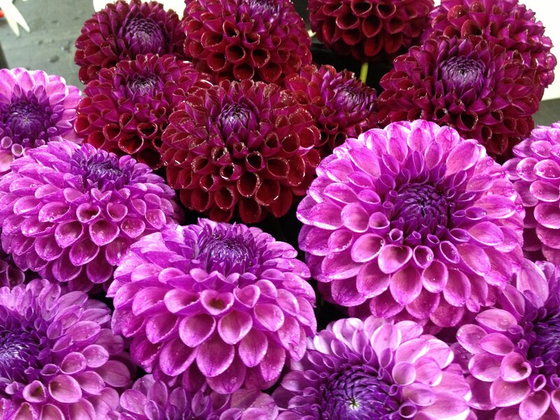 Purple Dahlia Flowers — Vibrant