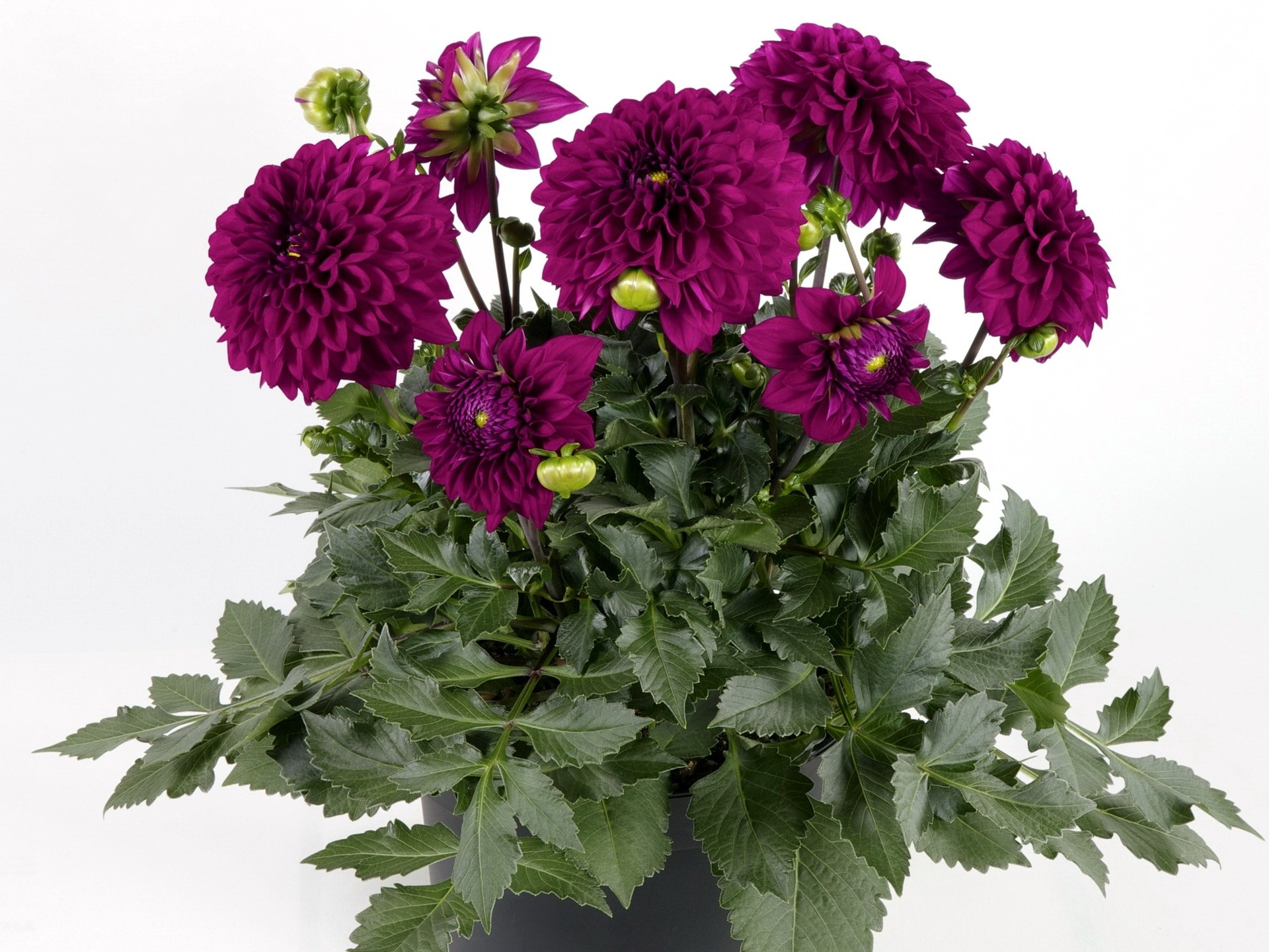 purple dahlia flowers