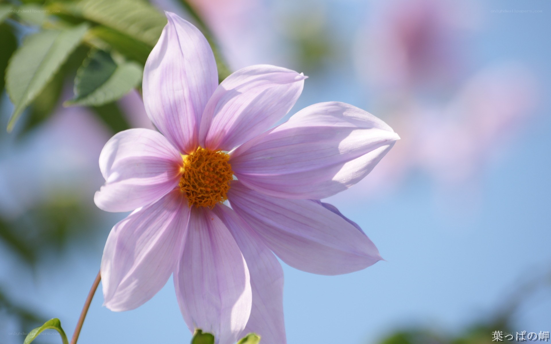 Purple dahlia in sunlight