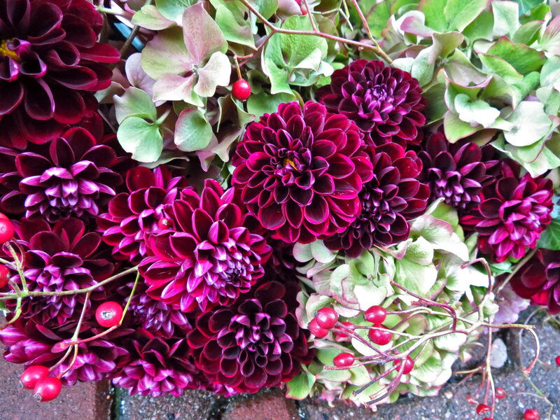 Purple Dahlias and Berries