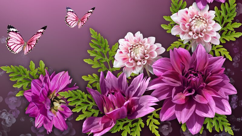 Purple Dahlias and Butterflies