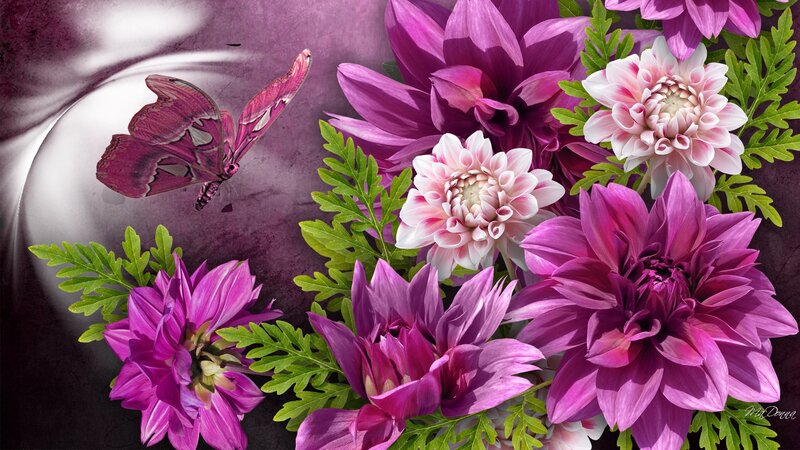 Purple Dahlias and Butterfly