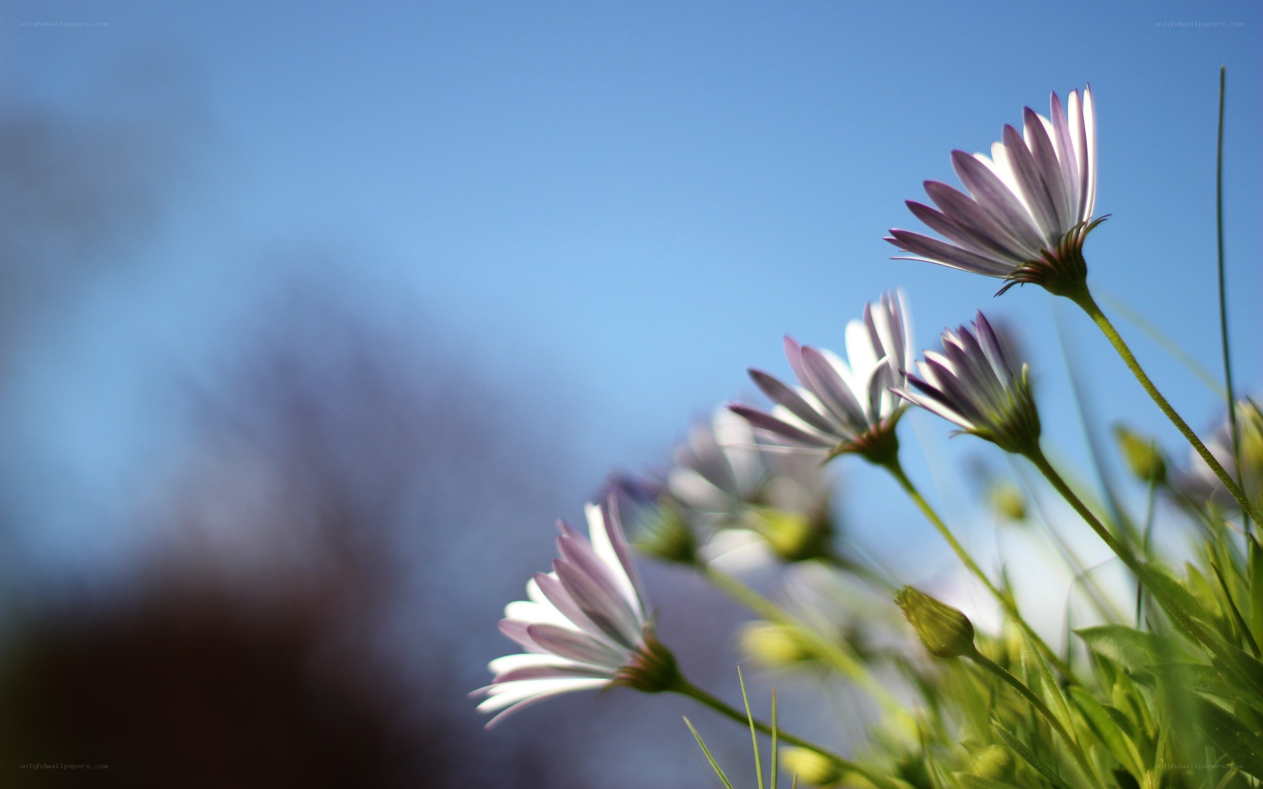 Purple daisies against blue sky