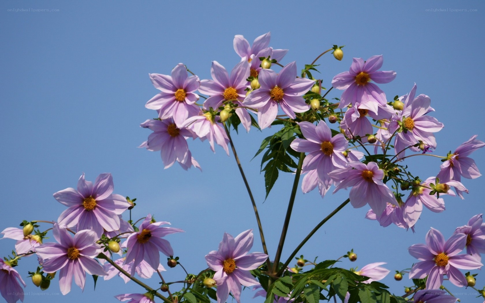Purple daisies against blue sky