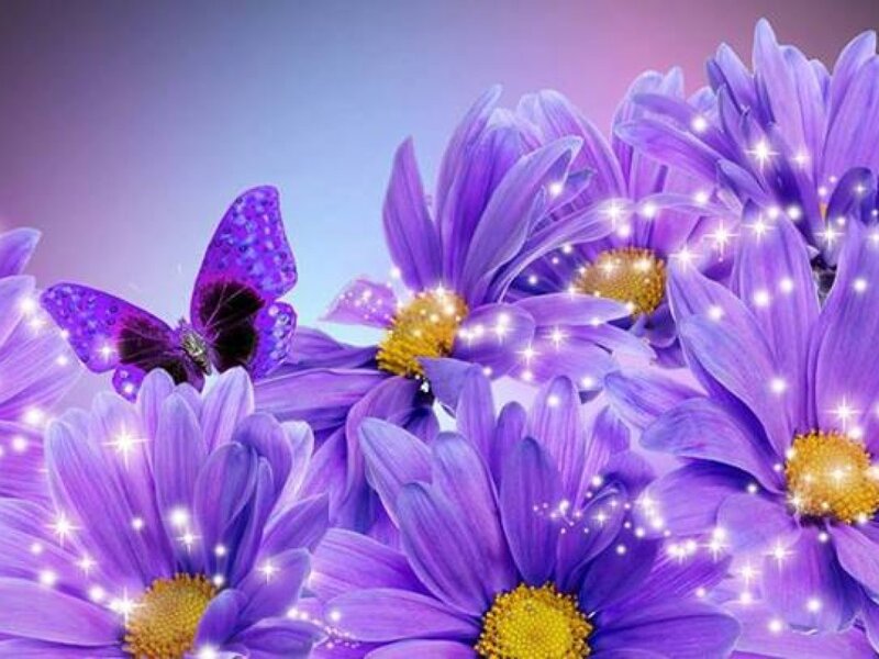 Purple Daisies and Butterfly — Magical